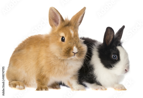 little rabbits