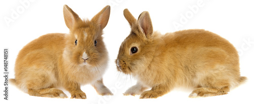  dwarf pet rabbits