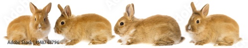 rabbits