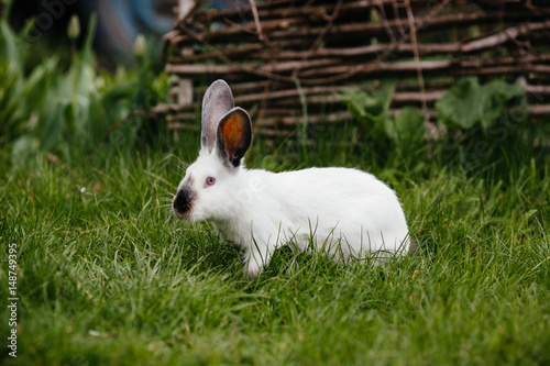 Fototapeta Naklejka Na Ścianę i Meble -  Young white rabbit in green grass in spring