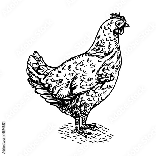 Chicken bird engraving style vector illustration