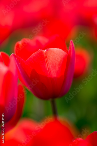 Beautiful red tulips in nature