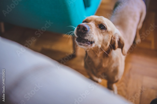 Fototapeta Naklejka Na Ścianę i Meble -  Dog barking at home