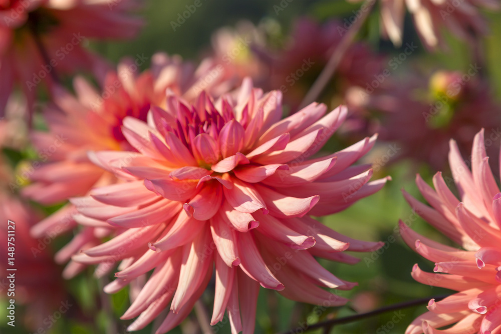 Pink dahlia flowers Pink dahlia flowers
