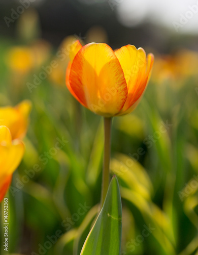 Beautiful yellow tulips in nature