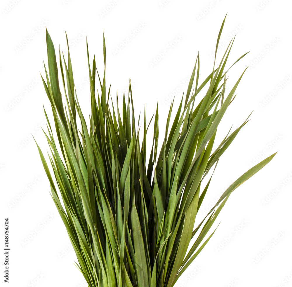 A bunch of green lawn grass. Isolated on white background A bunch of green lawn grass. Isolated on white background