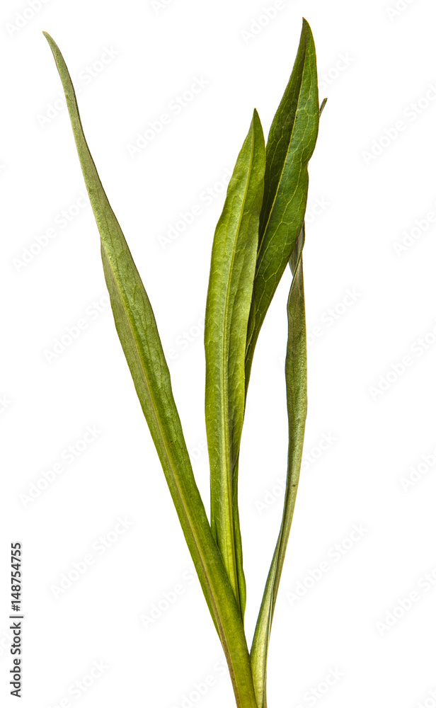 Green leaves of aster of the New Belgian. Isolated on white background Green leaves of aster of the New Belgian. Isolated on white background