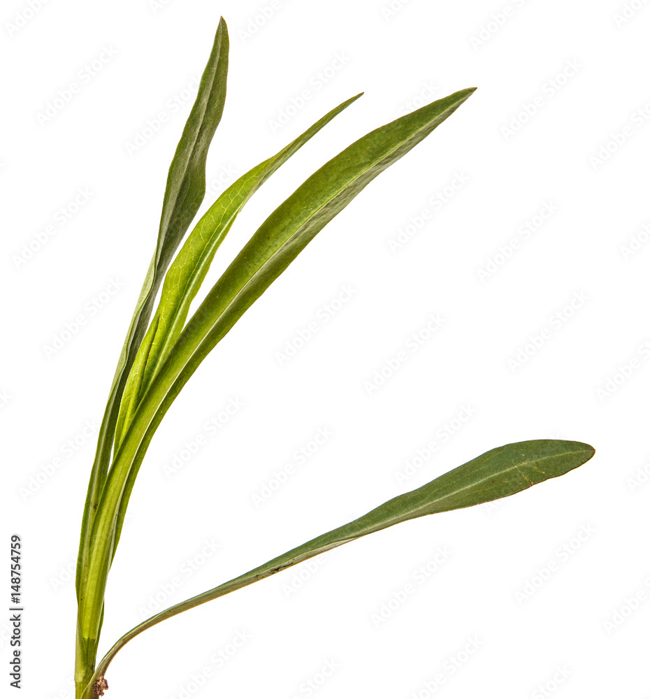 Green leaves of aster of the New Belgian. Isolated on white background