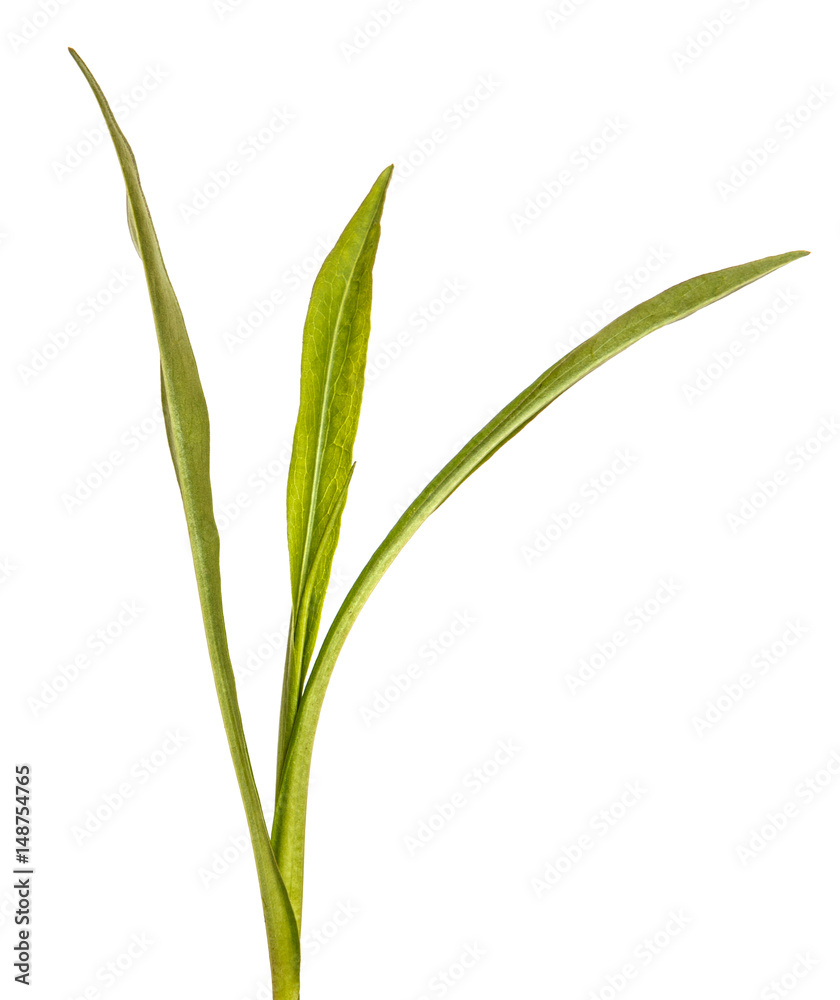 Green leaves of aster of the New Belgian. Isolated on white background