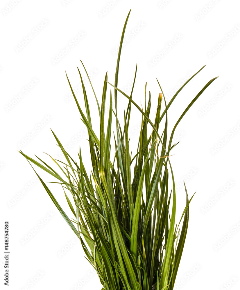 A bunch of green lawn grass. Isolated on white background A bunch of green lawn grass. Isolated on white background