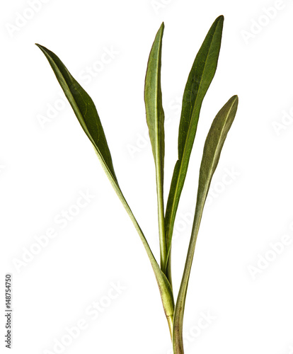 Green leaves of aster of the New Belgian. Isolated on white background