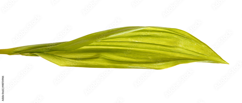 Young green leaves of lily of the valley. Over white background Young green leaves of lily of the valley. Over white background