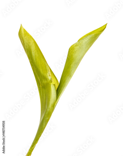 Young green leaves of lily of the valley. Over white background