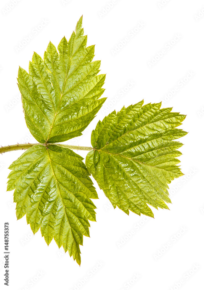 Young green raspberry sprout with green leaves. Isolated on white background Young green raspberry sprout with green leaves. Isolated on white background