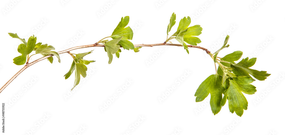 A branch of a currant bush with young green leaves. Isolated on white background