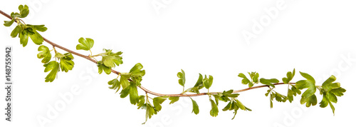 A branch of a currant bush with young green leaves. Isolated on white background