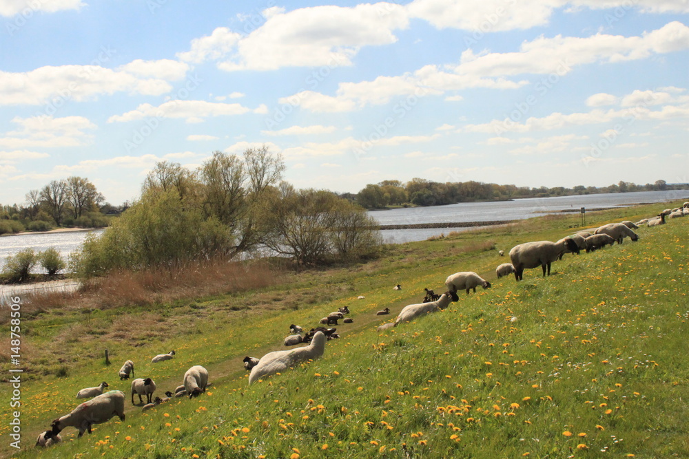Frühling an der Unterelbe / Deichpflege in Neuengamme Frühling an der Unterelbe / Deichpflege in Neuengamme