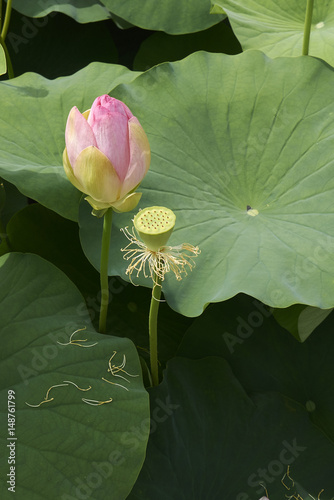 Nelumbo nucifera photo