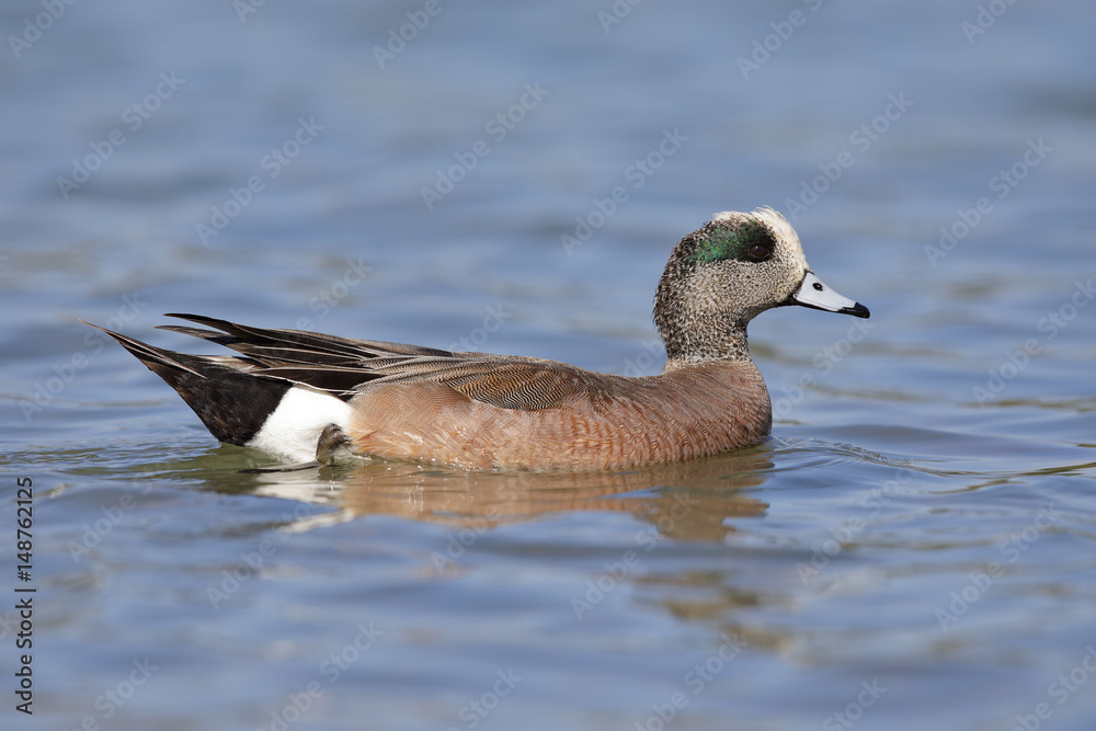 American Wigeon swimming in a lake - San Diego, California American Wigeon swimming in a lake - San Diego, California