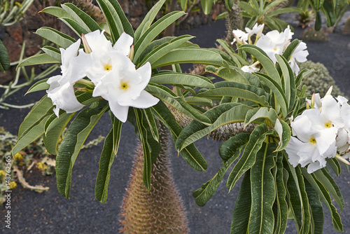 Pachypodium lamerei  photo