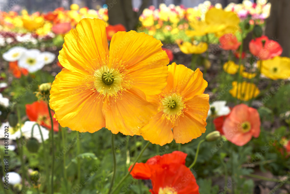 Obraz premium Papaver nudicaule