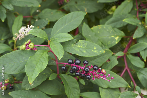 Phytolacca americana  photo