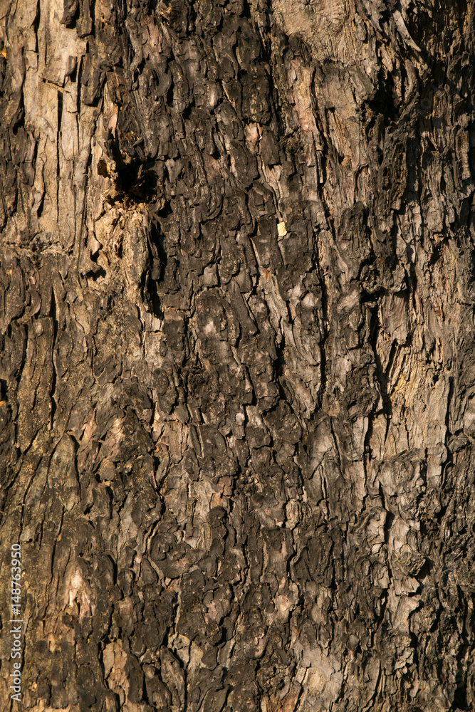 Obraz premium Tree bark texture wallpaper