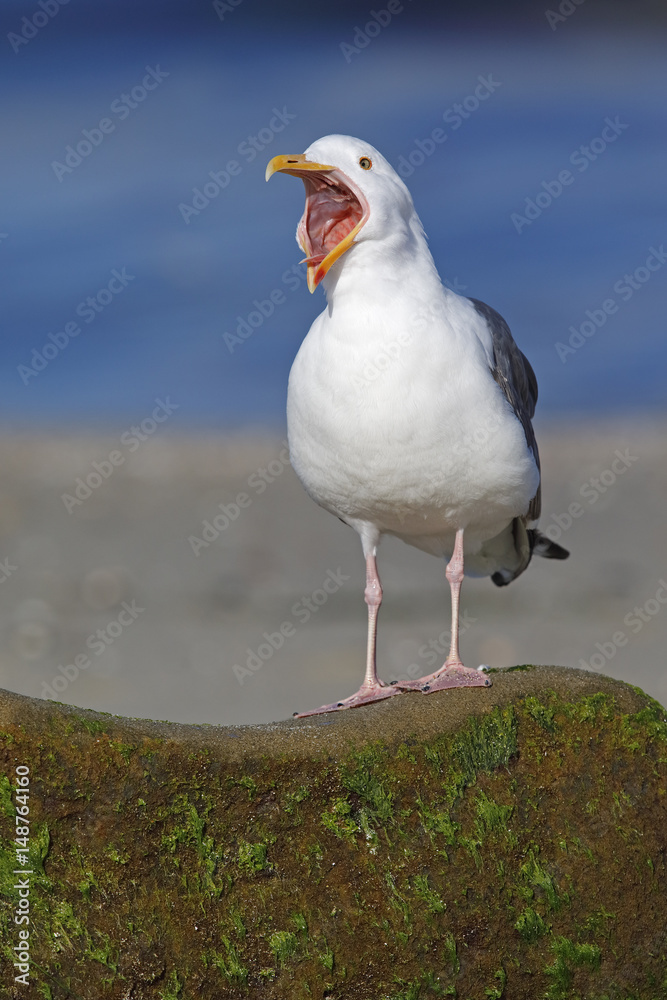 Fototapeta premium California Gull calling from a rock on a beach