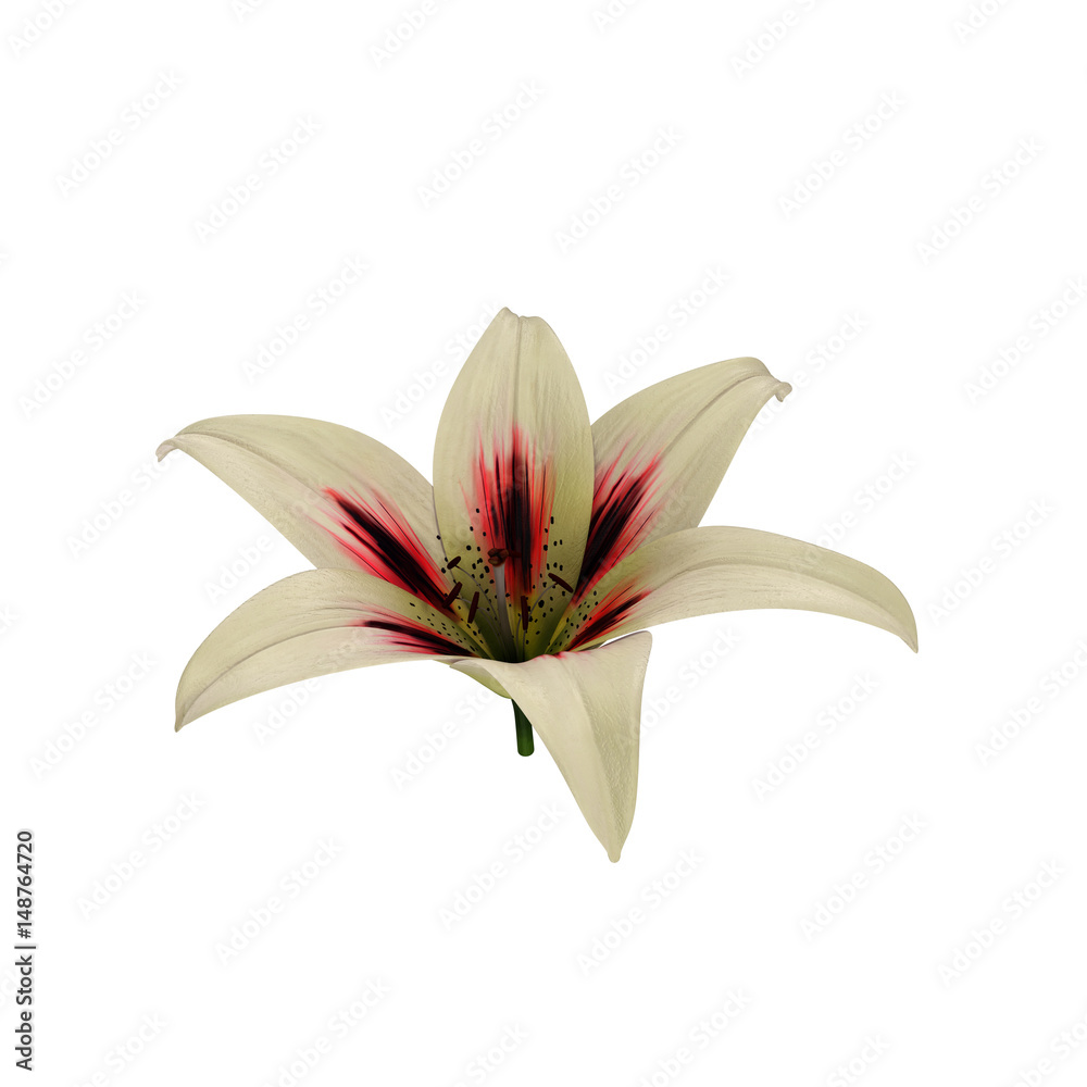 Lily flower isolated on white. 3D illustration