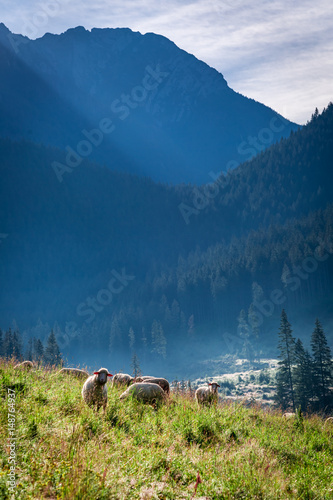 Flock of sheep grazing at d...
