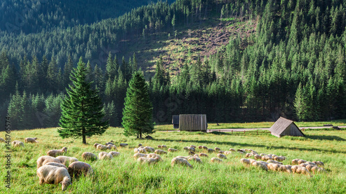 Wonderful flock of sheep gr...