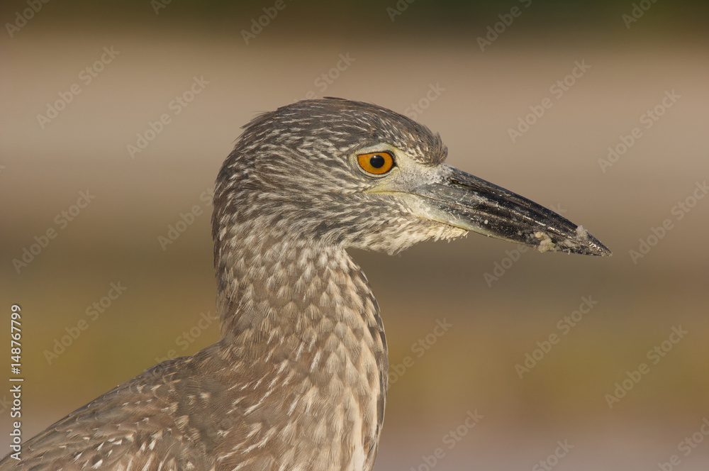 Fototapeta premium Adult Yellow-crowned Night Heron, Nyctanassa violacea