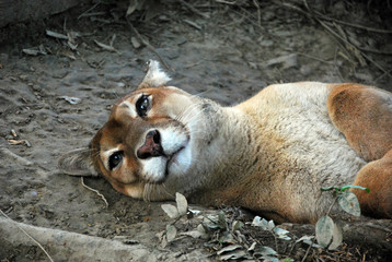 Crédence de cuisine Puma Puma sauvage du delta vénézuélien  © bayazed