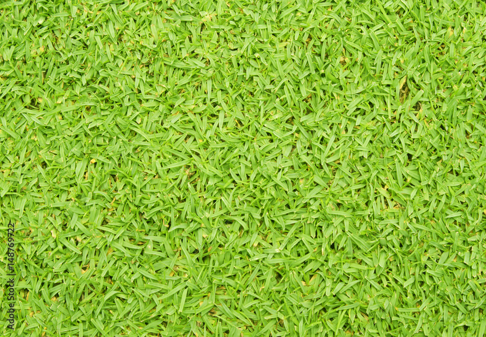 grass grass
