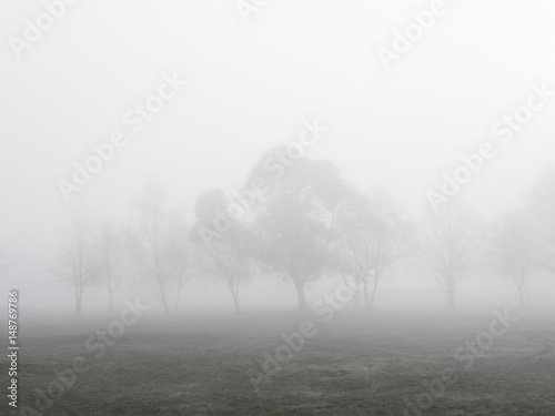 Trees and thick fog.