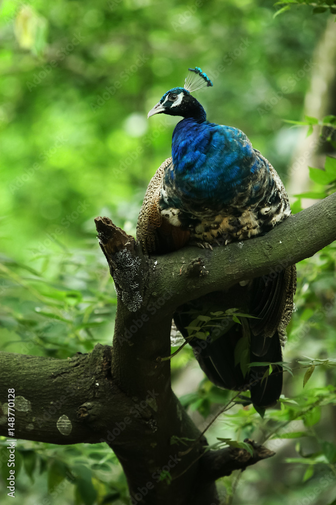 Obraz premium Peacock standing on the tree branch