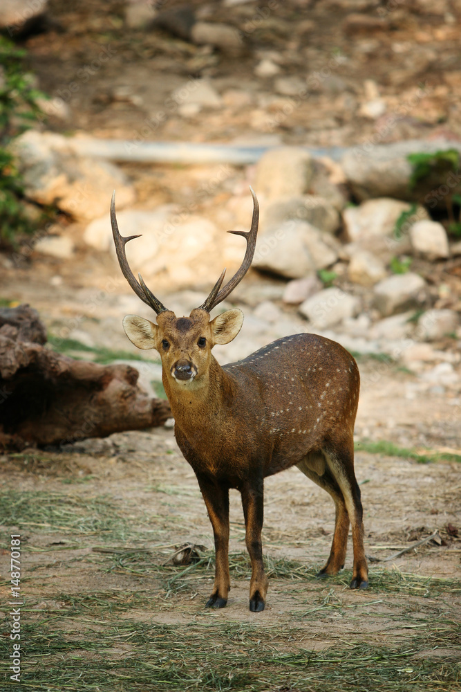 Fototapeta premium A young male deer with a nice antler