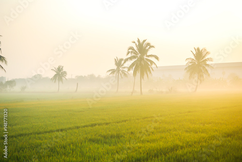 Lush rice paddies with morning sun light