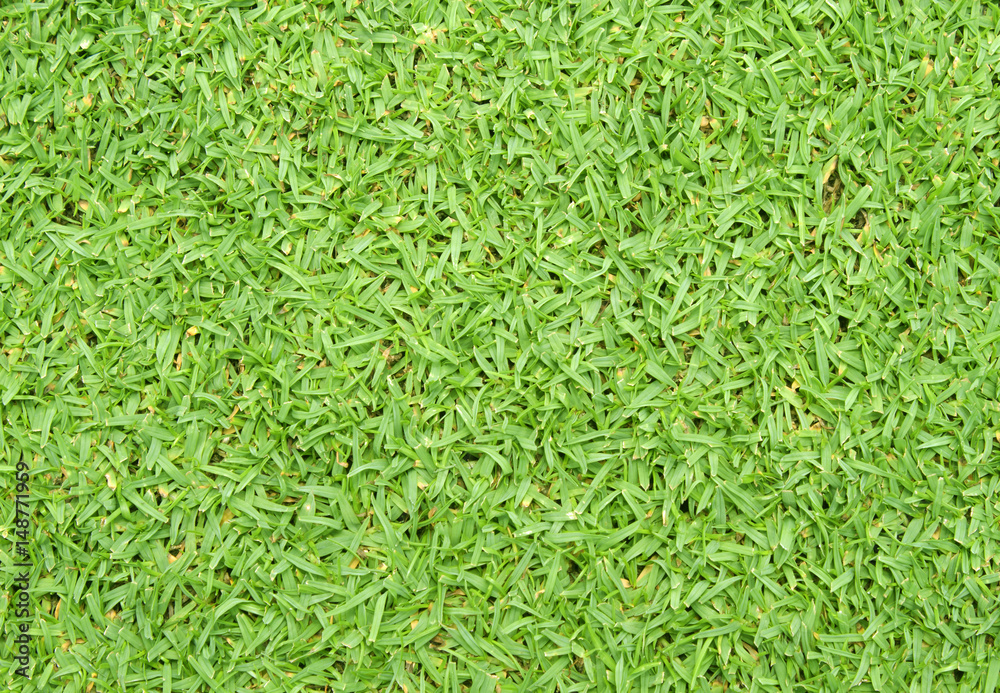 grass