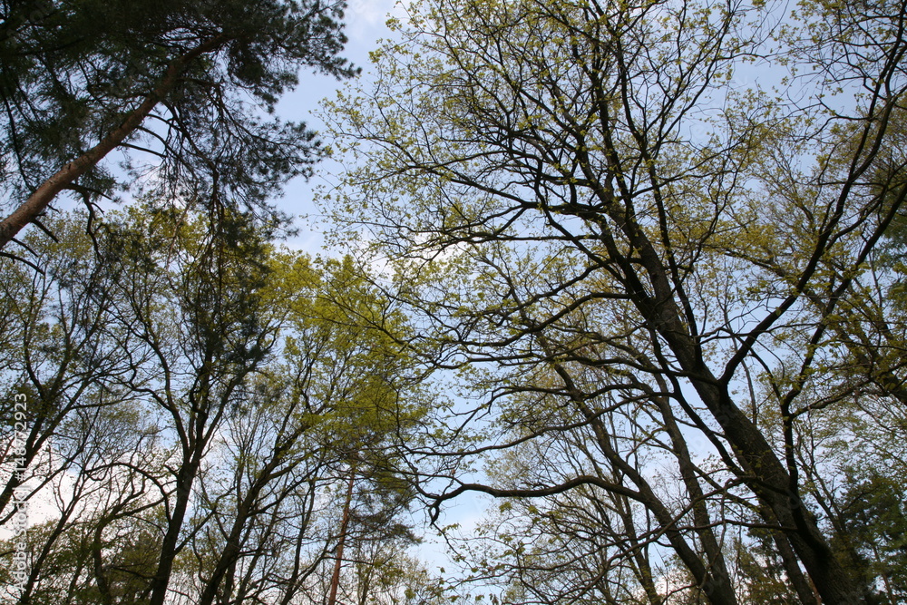 trees in forest trees in forest