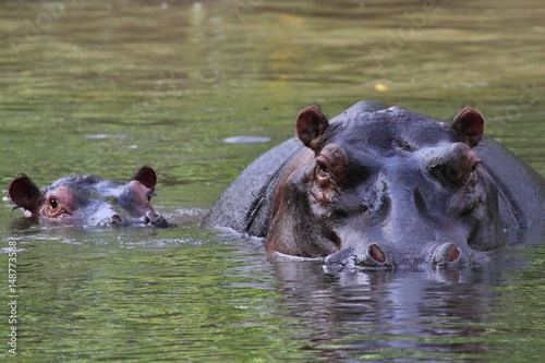 Hippos in the watter and beautiful nature habitat, this is africa, african wildlife, endangered species, green lake