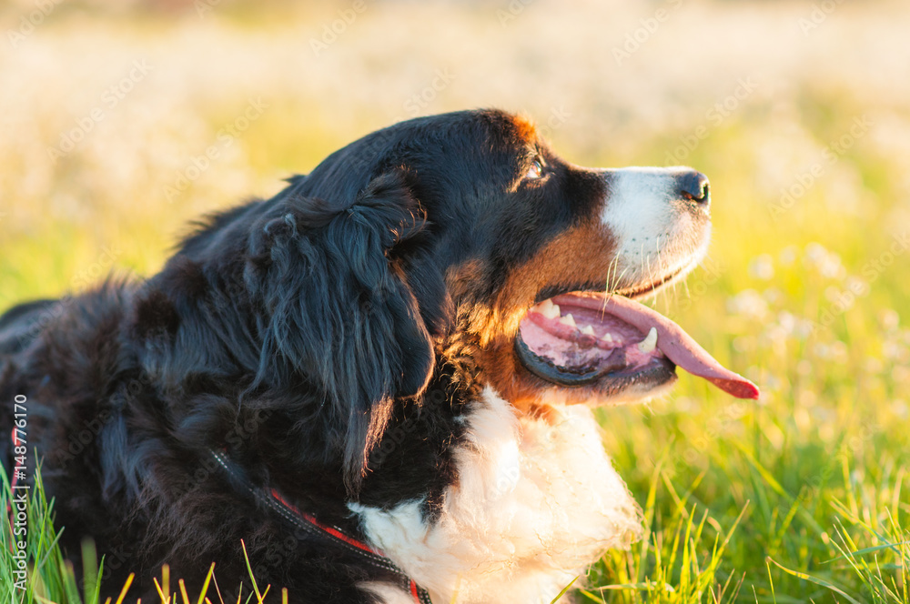  Bernese mountain dog lying in the grass