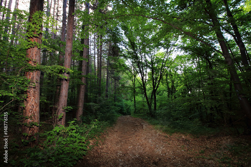 In the forest. Rhodope mountain Bulgaria photo