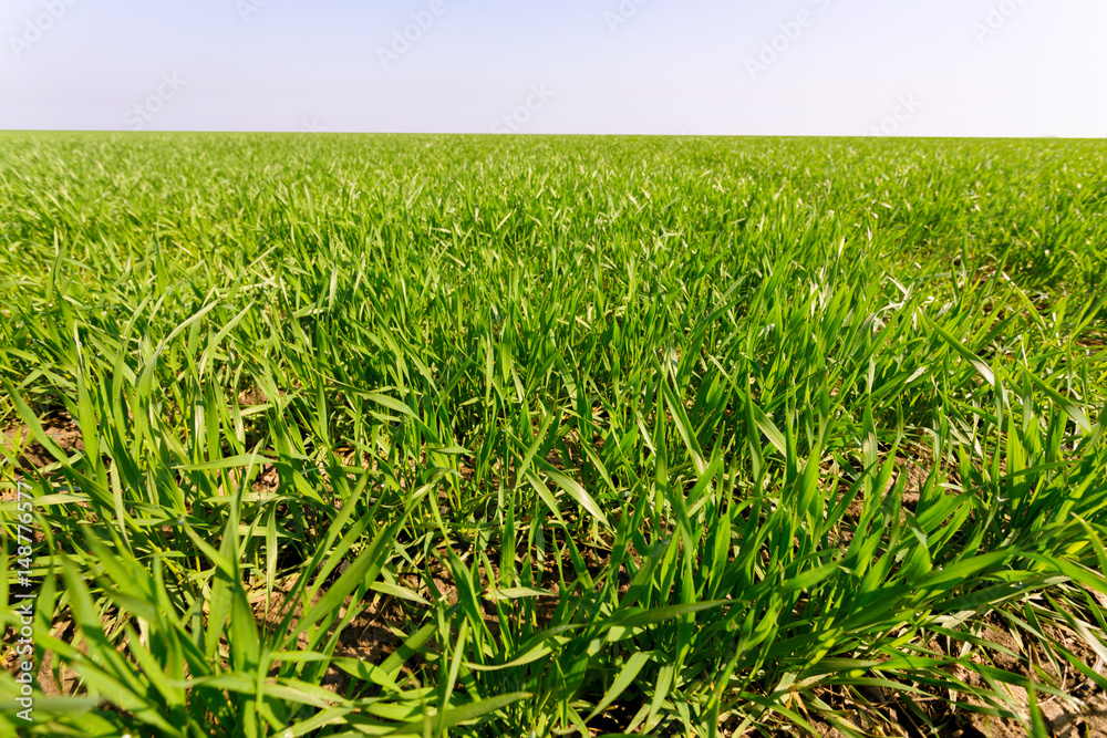 Obraz premium spring green field