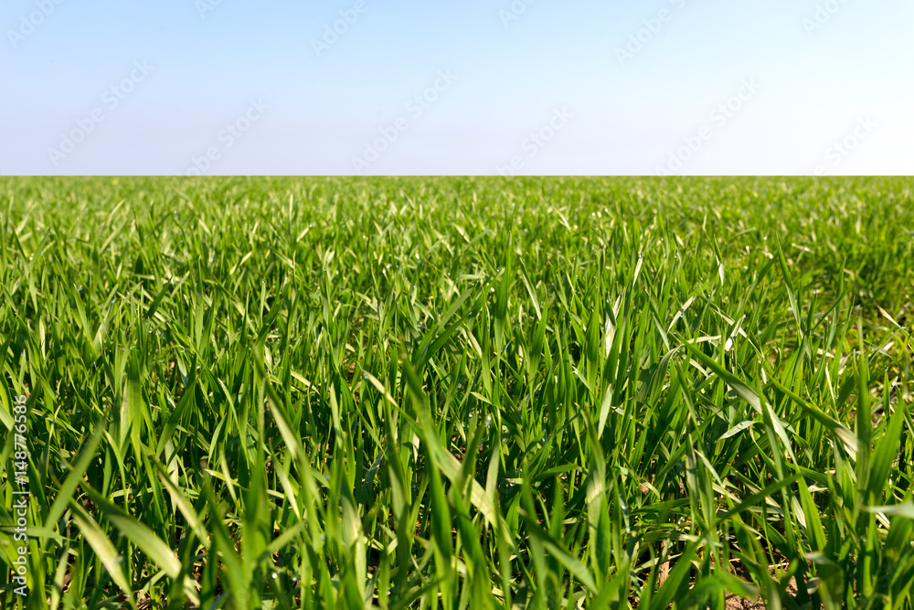 spring green field