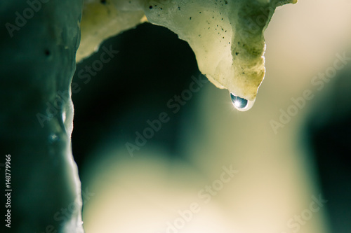 Cuadro en lienzo Wassertropfen an Tropfstein