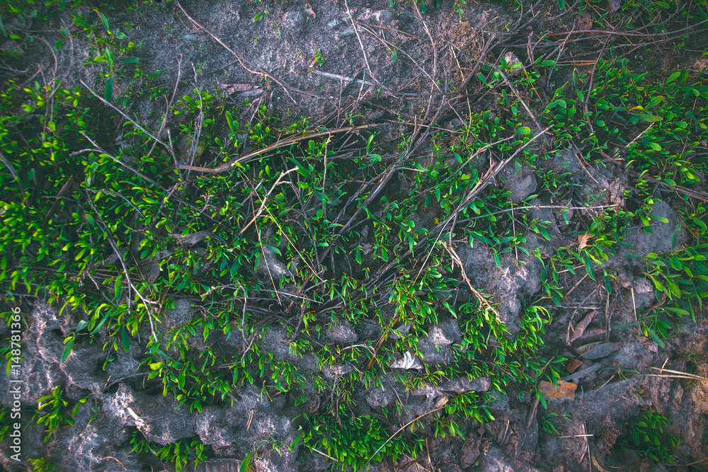 Obraz premium Green grass sprouts texture, background