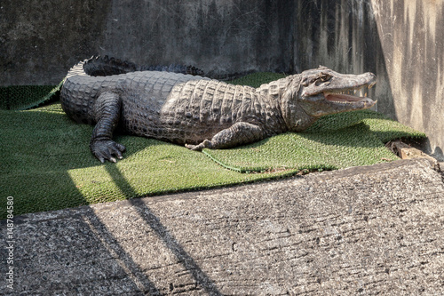 Crocodile in Oniyama Jigoku (Crocodile Hell) one of the tourist attractions representing the various hot spring at Beppu, Oita, Japan.