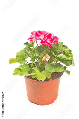 Fototapeta Naklejka Na Ścianę i Meble -  Geranium flower in pot isolated on white background