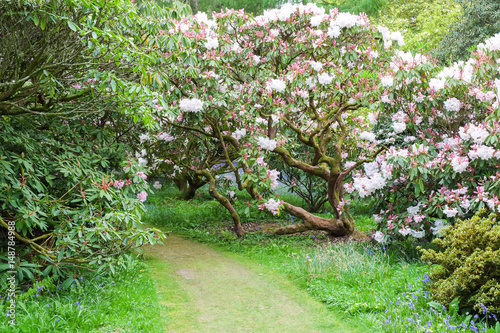 Fototapeta Naklejka Na Ścianę i Meble -  Springtime flowering plants and wild flowers in a south of England woodland setting